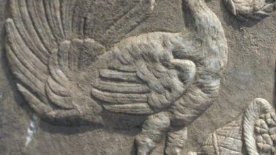 نماد طاووس در گنج یابی