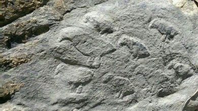 تفسیر نماد مرغ و جوجه در گنجیابی