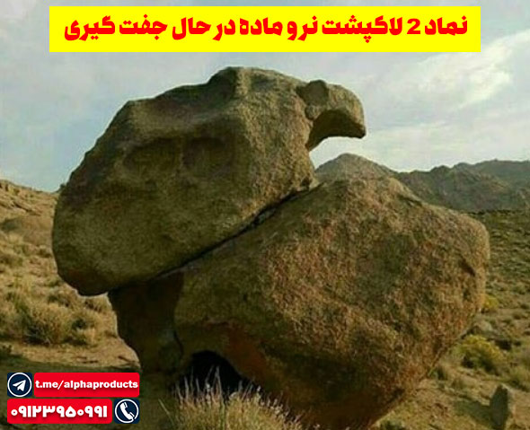 نماد 2 لاکپشت
